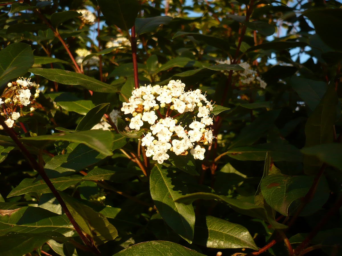Viburnum tinus subsp. tinus (Adoxaceae)